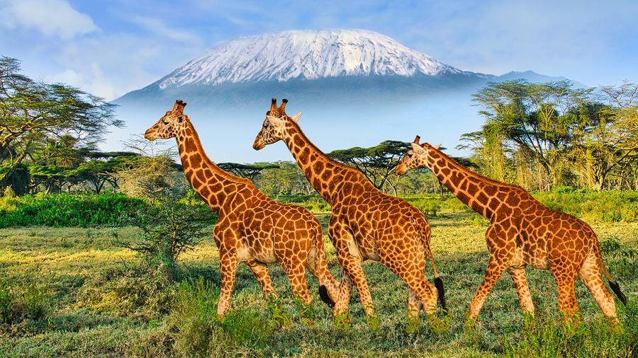 Afrika Senfonisi: Kenya & Zanzibar (THY) – Masaimara
