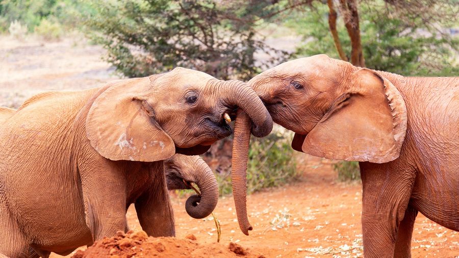 Afrika Senfonisi: Kenya & Zanzibar (THY) – Kenya