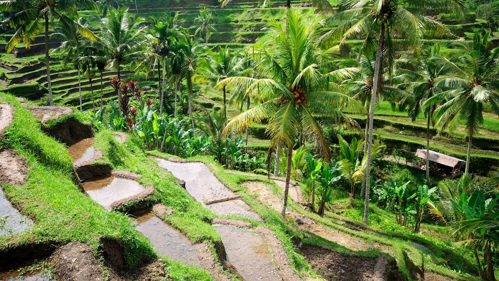 Elegant Bali & Ubud – 5 Gece 7 Gün (THY) – Bali