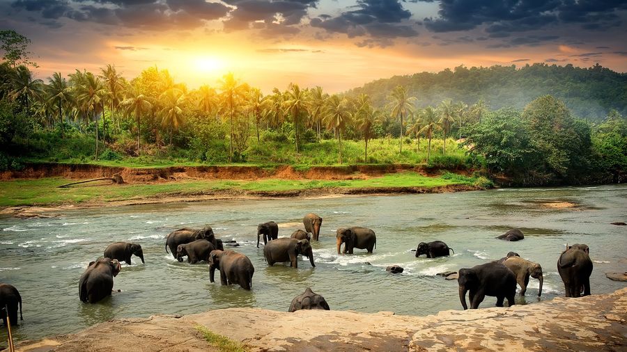 Elegant Sri Lanka – 6 Gece 8 Gün (THY) – Jetset Sri Lanka