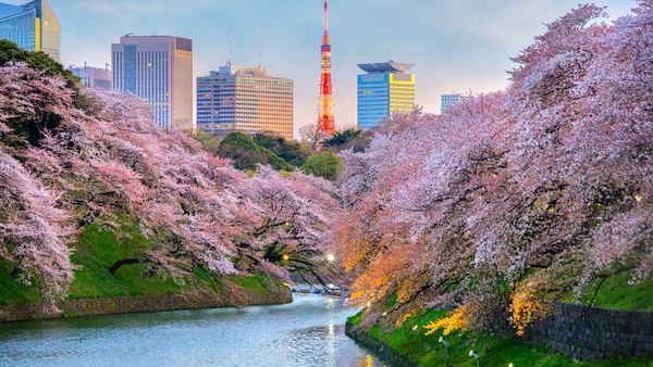 Uzak Doğu’nun Güneşi Japonya ve Çin (THY)